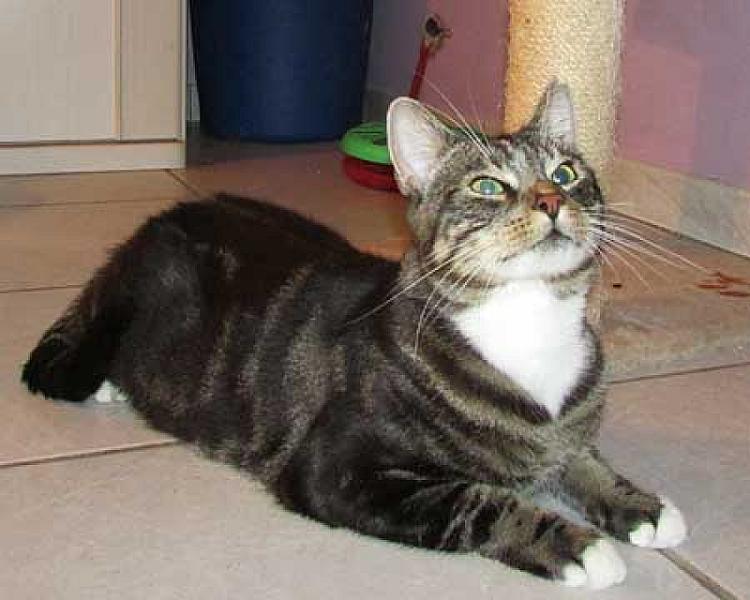 Bas