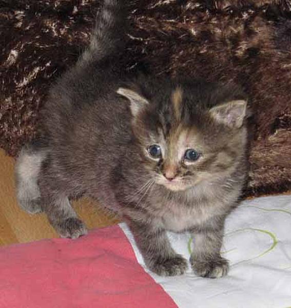 Arya
