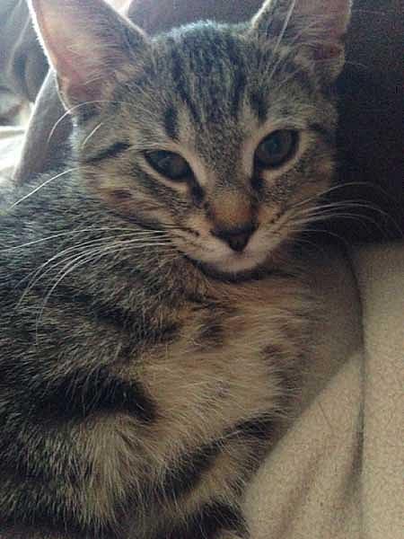 Ember