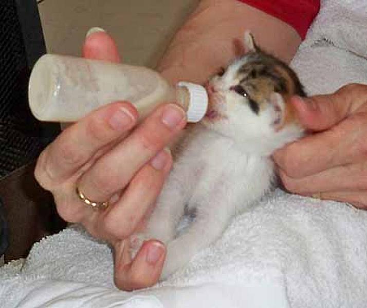 Kitty