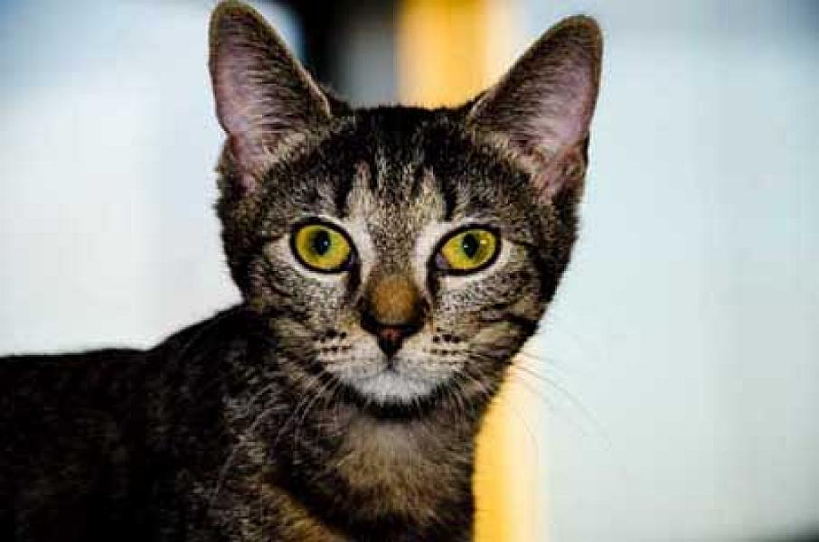 Pepita