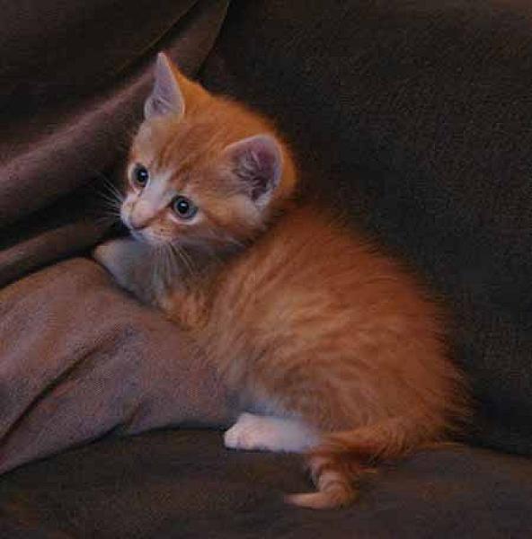 Blinkie