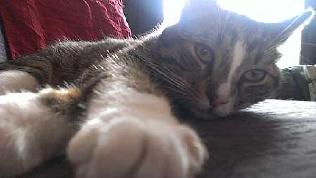 O'Malley