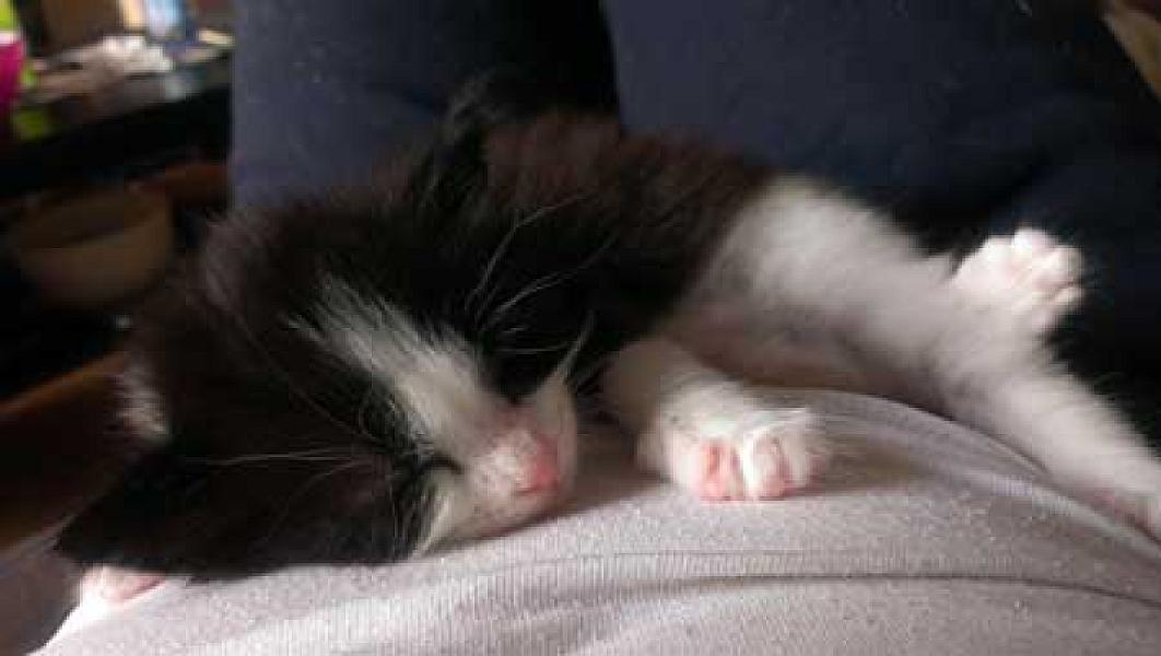 Berlioz