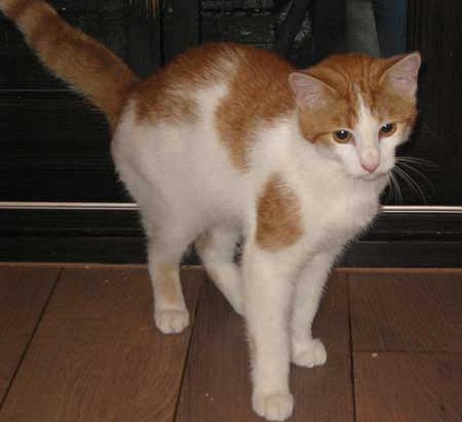Figaro