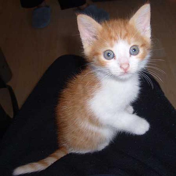 Sascha