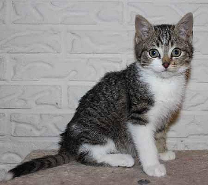 Tabby