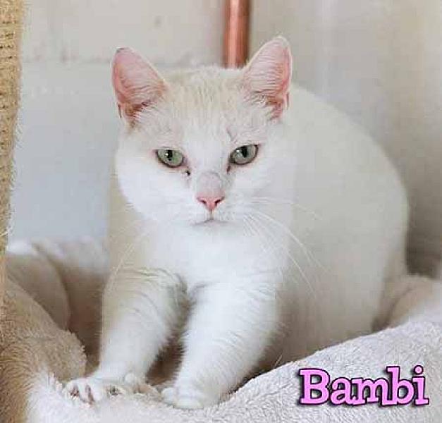 Bambi