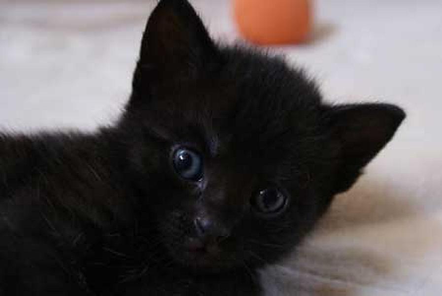 Herman