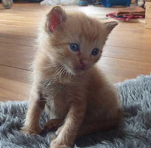 Ginger