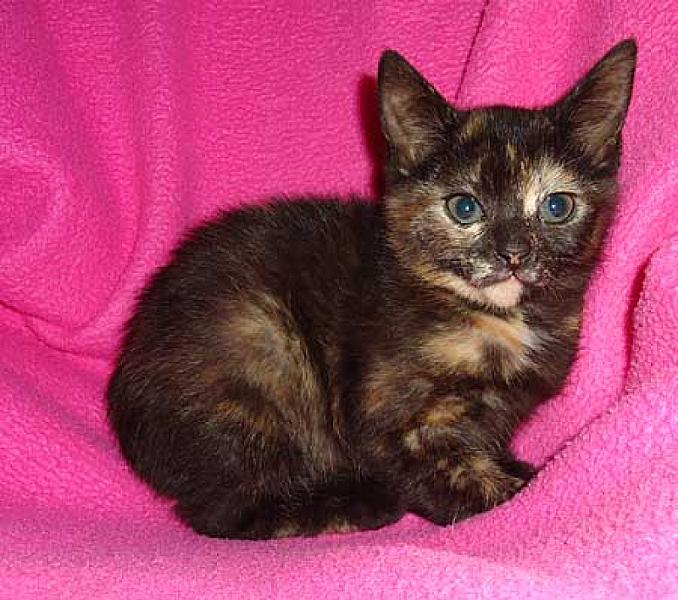 Fien