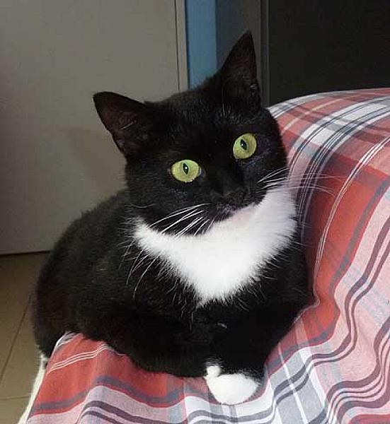 Sisi