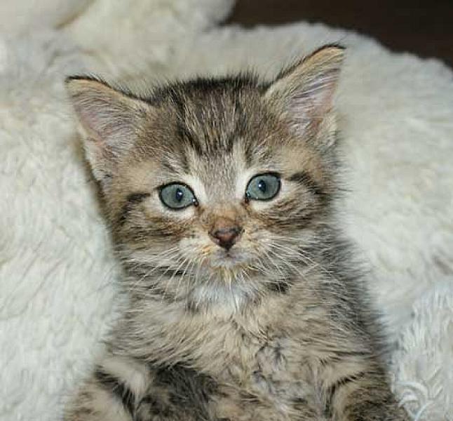 Catootje