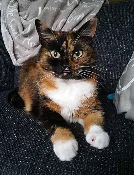 Kataar