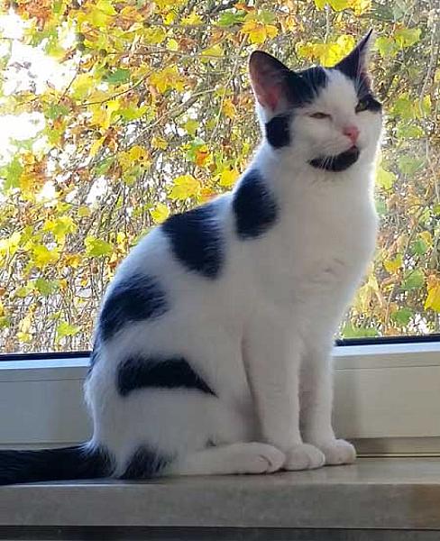 Zena