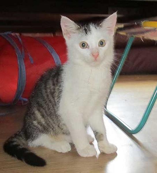 Sem