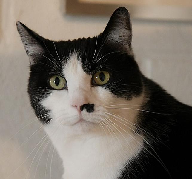 Muis