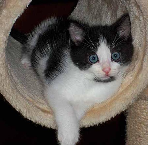 Sylvester