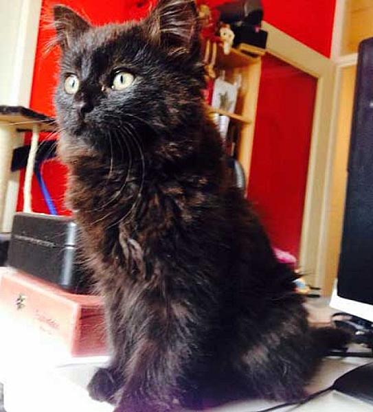 Kona