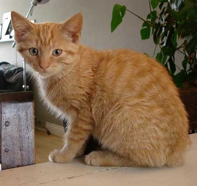 Mattie en Maus