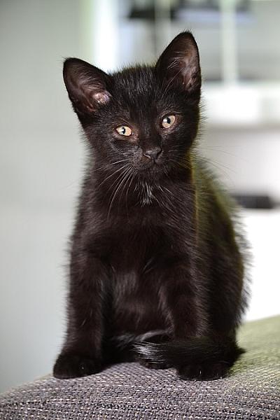 Pepper