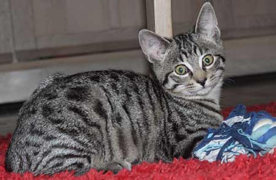 Tora