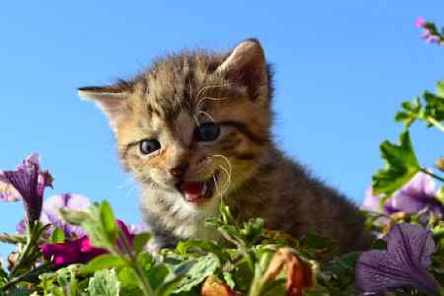 Happy