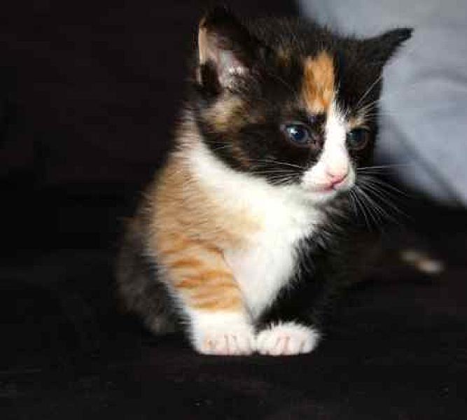 Dottie