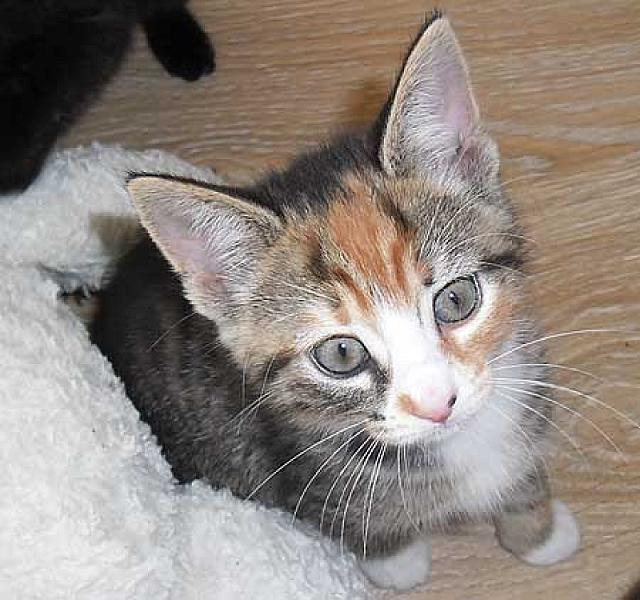 Mimi