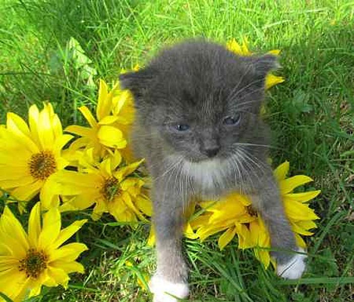 Pluis en Mittens