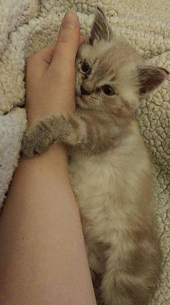 Cleo