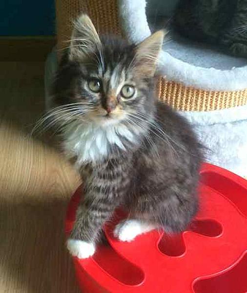 Fluffy