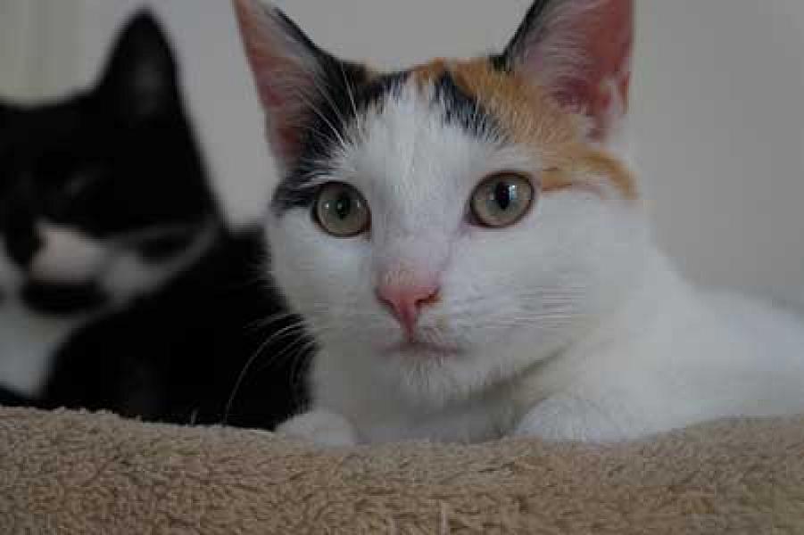 Coco