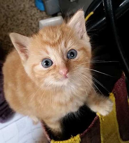 Tim