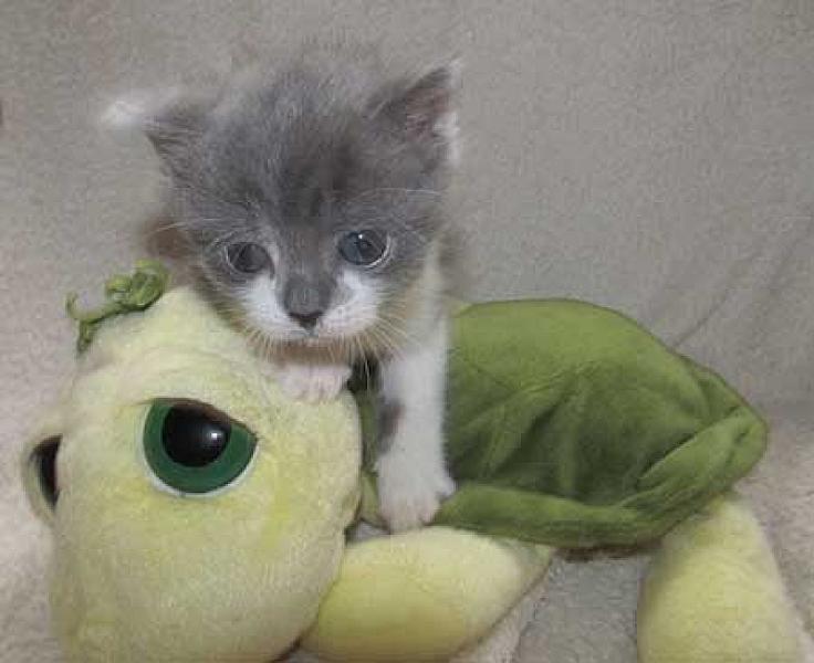 Meow