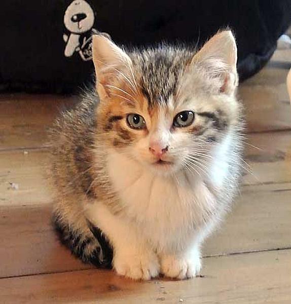 Tinkerbell