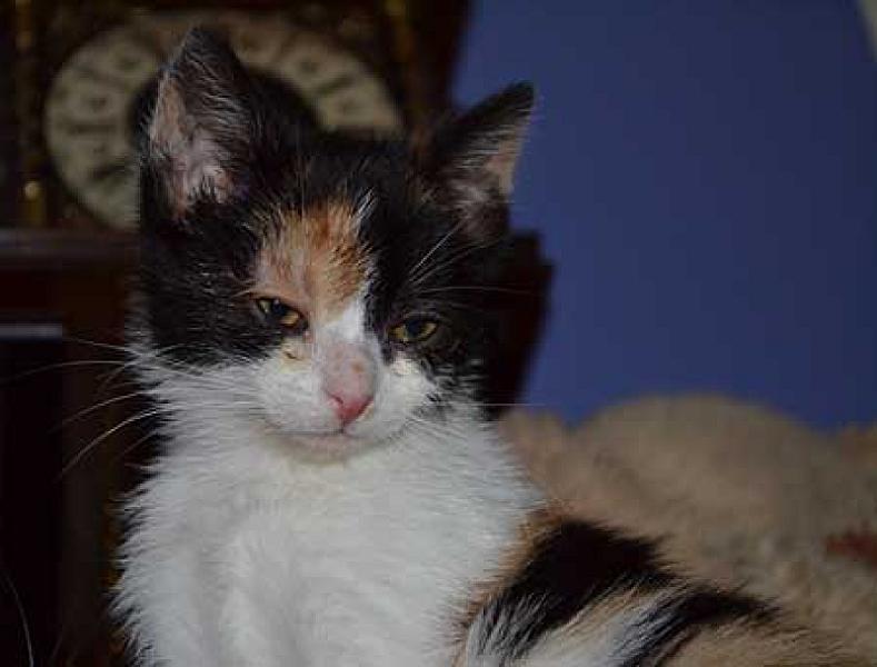 Tinkerbel