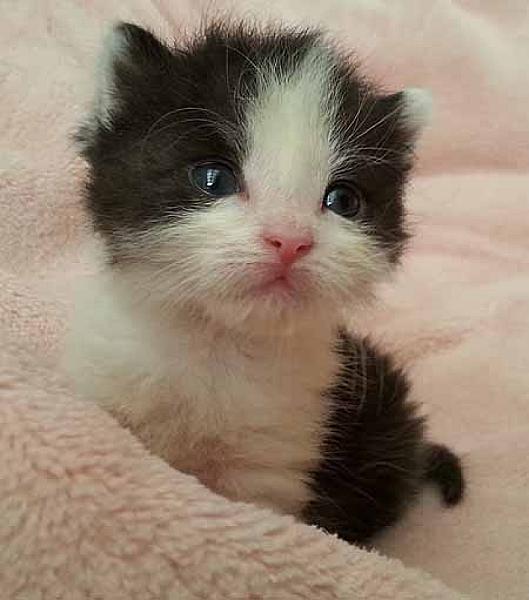 Mo