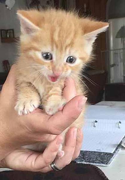 Garfield