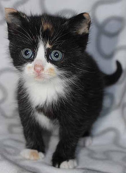 Willow