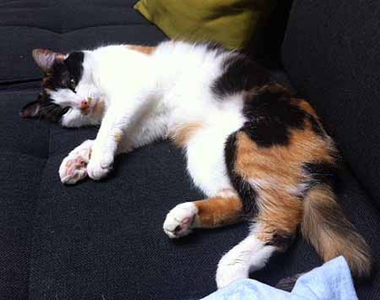 Sofie