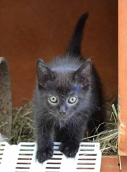 Catzilla en Muis