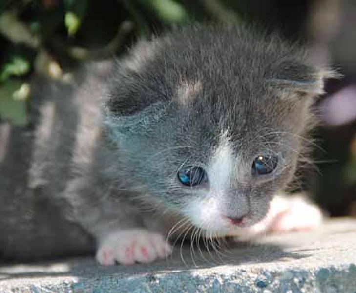 Muis en Catzilla