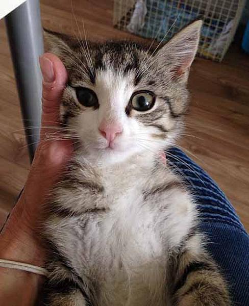 Zorro