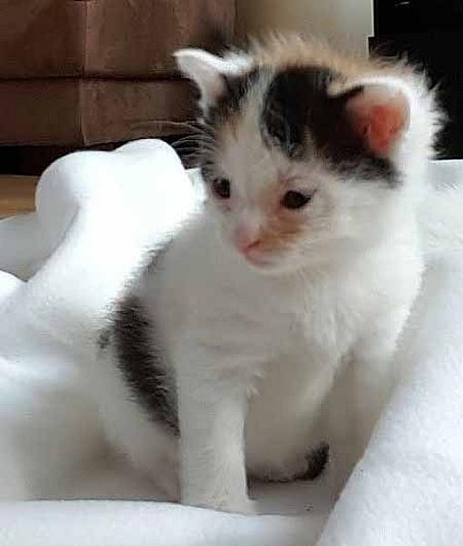 Nala, Goof en Simba