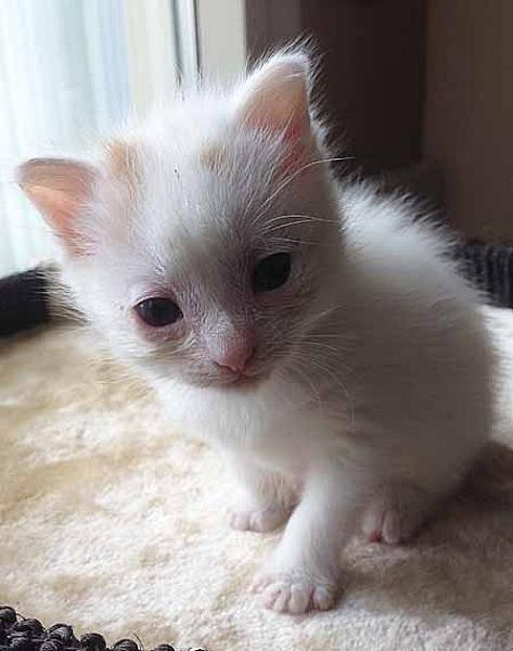Simba, Goof en Nala