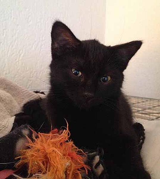 Binkie