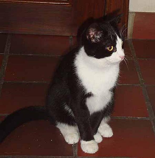 Tommie