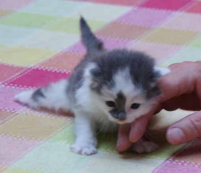 Pitou