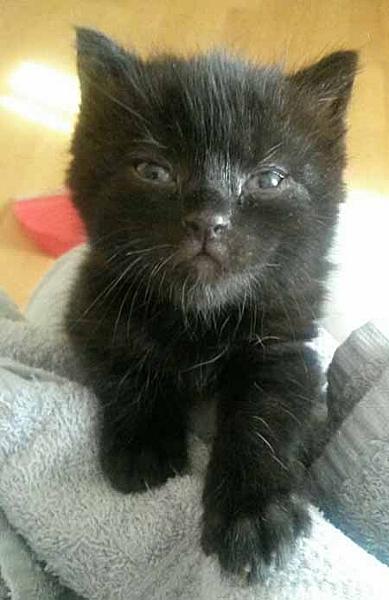Mowgli
